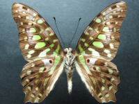 Adult Female Under of Green Spotted Triangle - Graphium agamemnon ligatus